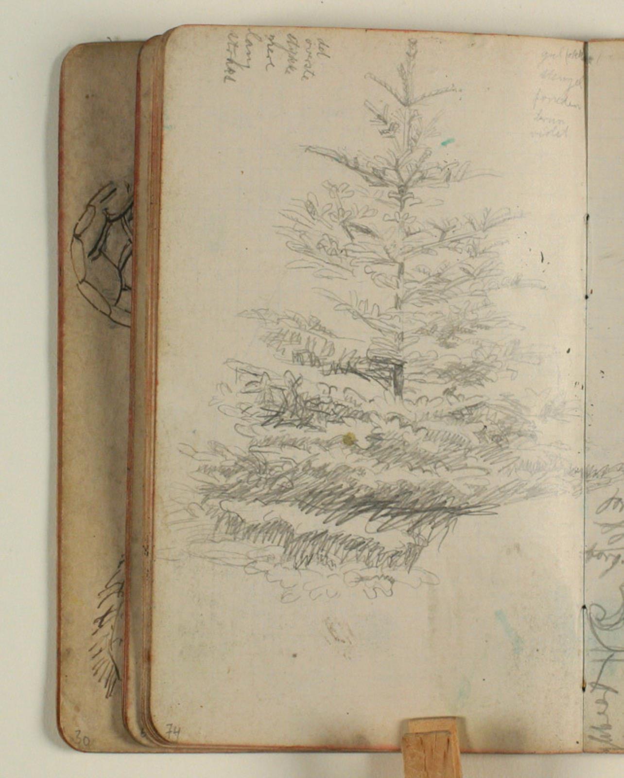 Niels Larsen Stevns, Studie af grantræ, samt notater