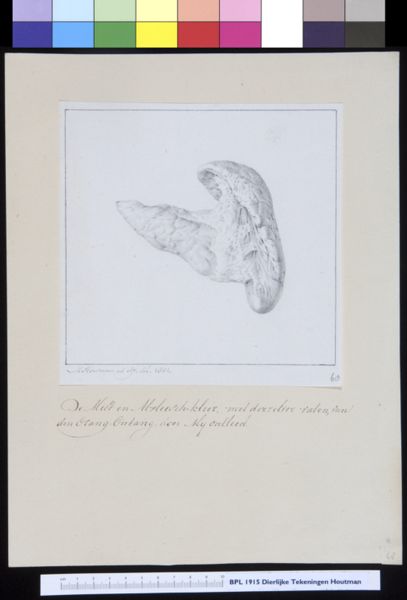 M Houtman, Animals: orangutan, organs, spleen