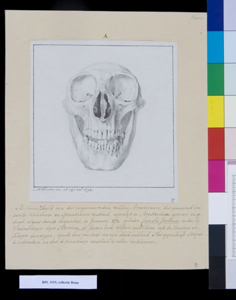 M Houtman, Skull, frontal view
