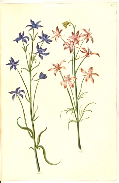 Hans Simon Holtzbecker, Consolida regalis (korn-ridderspore)