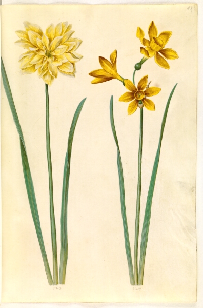 Hans Simon Holtzbecker, Narcissus pseudonarcissus (påskelilje); Narcissus tazetta aureus (guld-tazet)