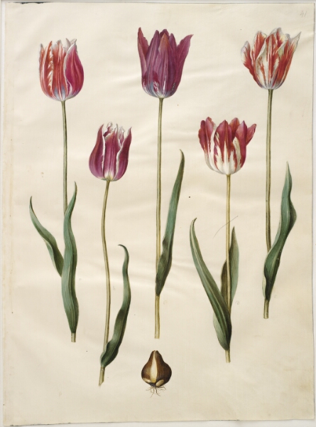 Hans Simon Holtzbecker, Tulipa gesneriana (have-tulipan)