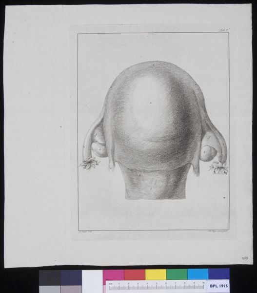 R Muys, The womb (outer image)