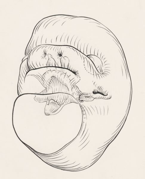 J Tinkelenberg, Head of the human embryo