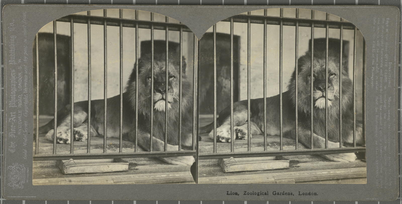 Desconegut, Lion, Zoological Gardens, London. Fine-Art Photog. Publish. Co.