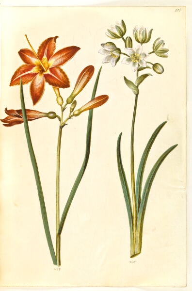 Hans Simon Holtzbecker, Hemerocallis fulva (brun daglilje); Ornithogalum arabicum (mælkestjerne)