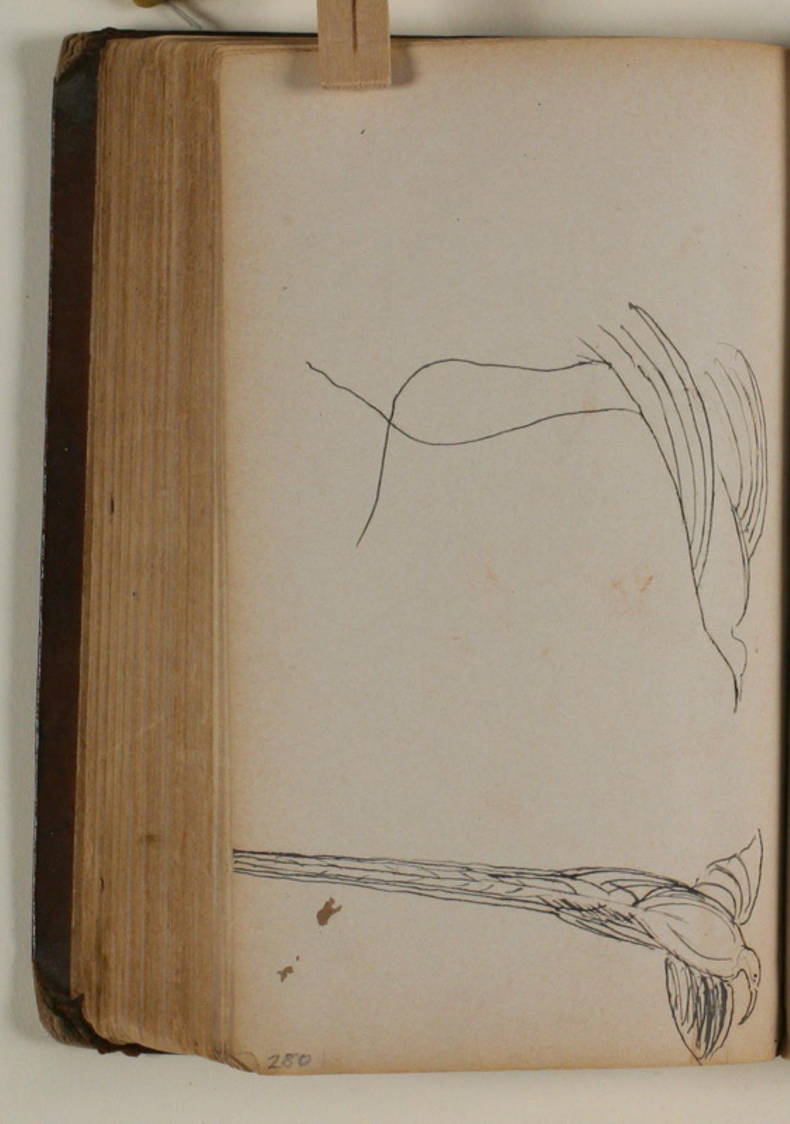 Niels Larsen Stevns, To studier af paradisfugl