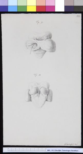 Gerard Sandifort, Animals: ape, unidentified bones