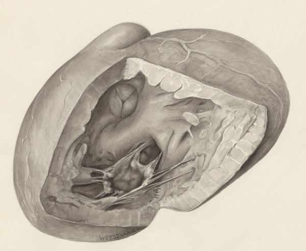 H.G Wetselaar, Heart