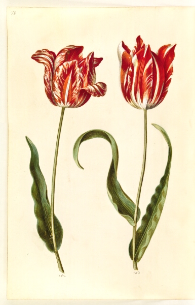 Hans Simon Holtzbecker, Tulipa gesneriana (have-tulipan)