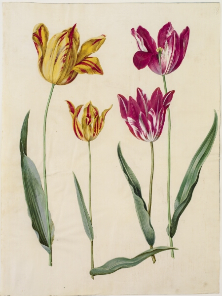 Hans Simon Holtzbecker, Tulipa gesneriana (have-tulipan)