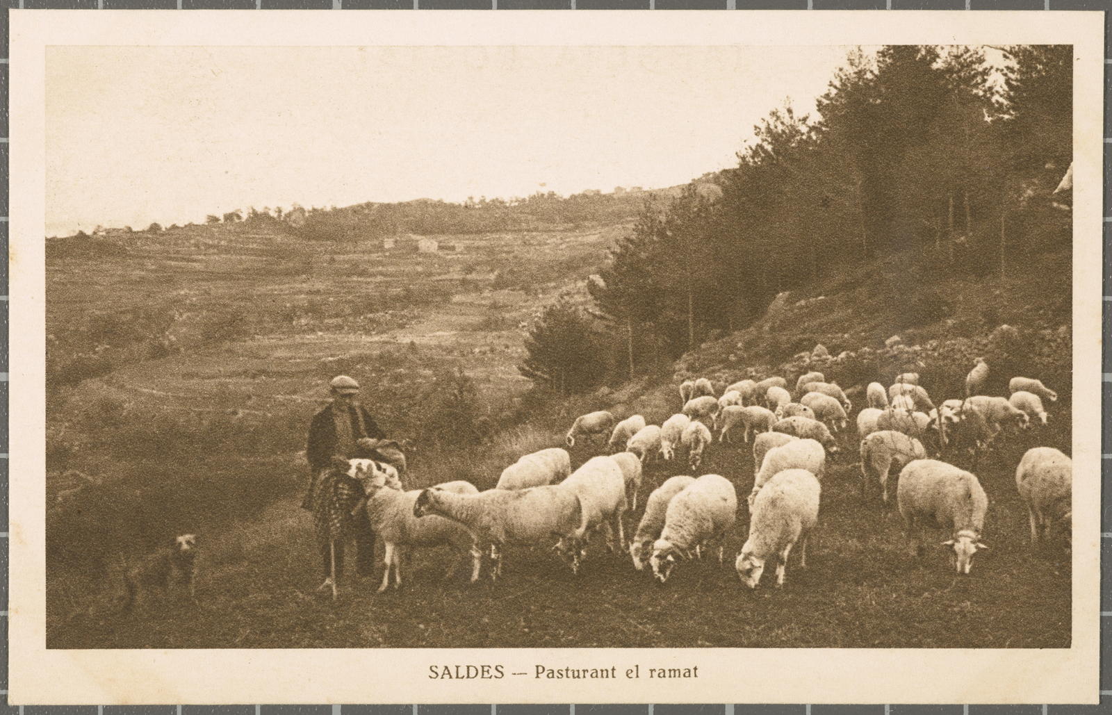 Desconegut, SALDES - Pasturant el ramat