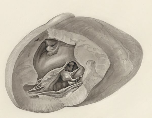 H.G Wetselaar, Heart