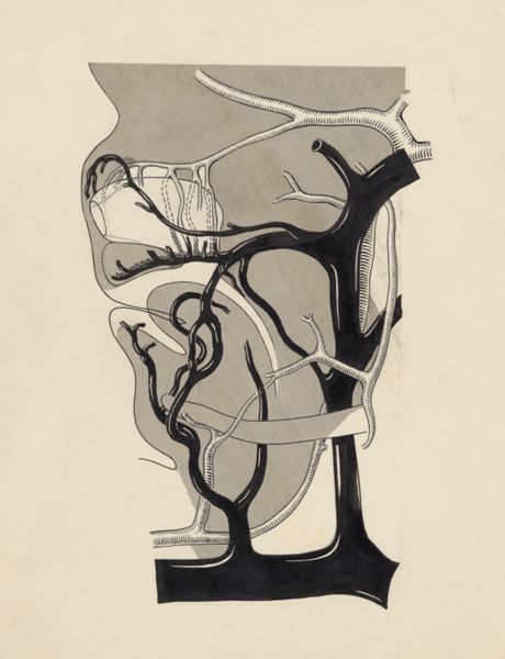 J Tinkelenberg, Cardiovascular system of an embryo