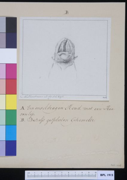 M Houtman, Palate (palatum) of a dog, with fractures