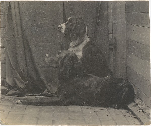 Thomas Eakins, [Thomas Eakins's Dog Harry and Another Setter]