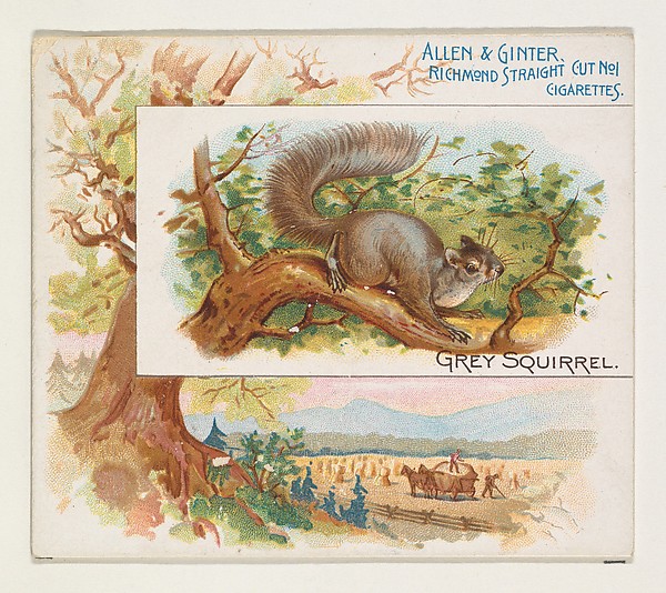 Allen & Ginter, Grey Squirrel, from Quadrupeds series (N41) for Allen & Ginter Cigarettes