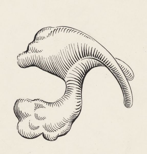 J Tinkelenberg, Schematic representation of a part of the heart of an embryo