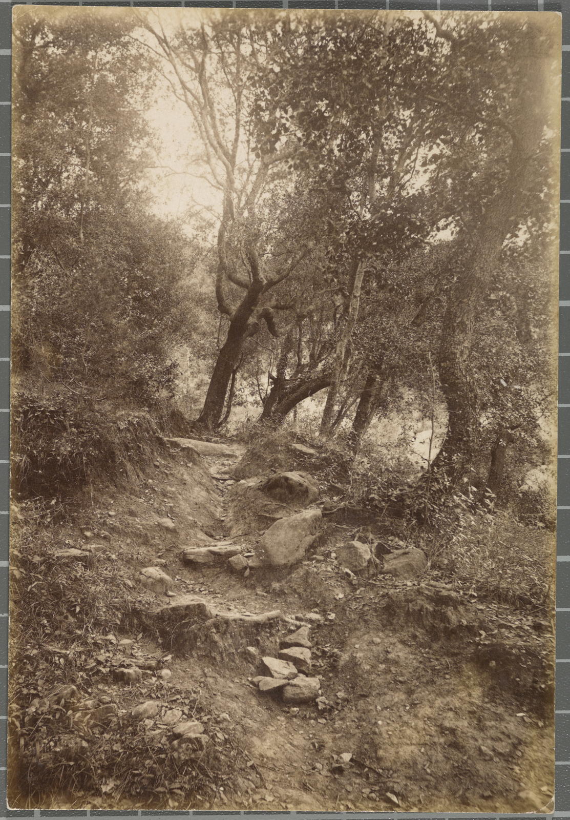 Desconegut, Bosc de Fontajau]