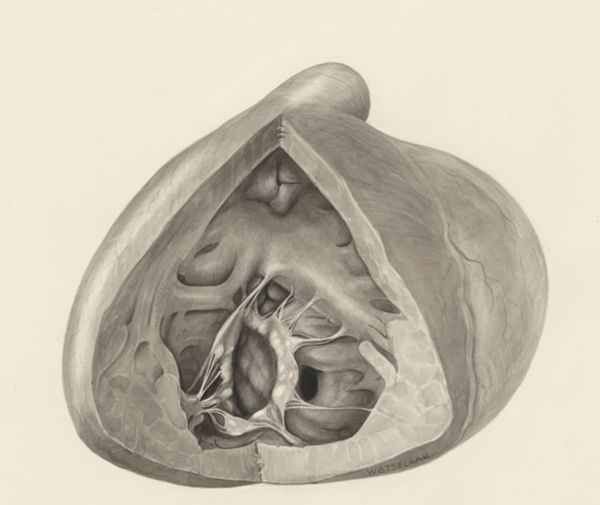 H.G Wetselaar, Heart