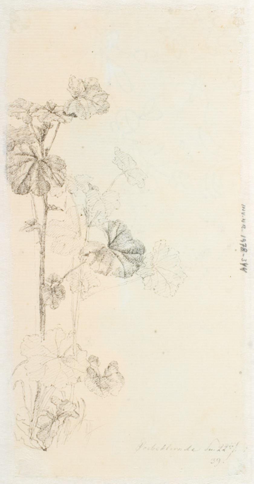 Dankvart Dreyer, Plantestudie
