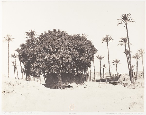 Félix Teynard, Esneh, Dattiers, Sycomore et Café Sur le Bord du Nil