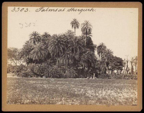 Francis Frith, Photograph