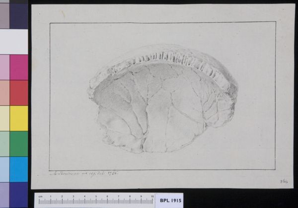 M Houtman, Unidentified subject