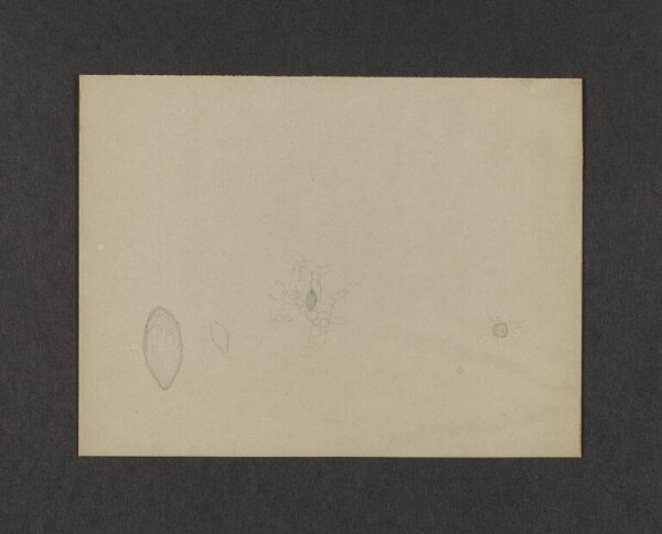 Potter, Beatrix, drawing