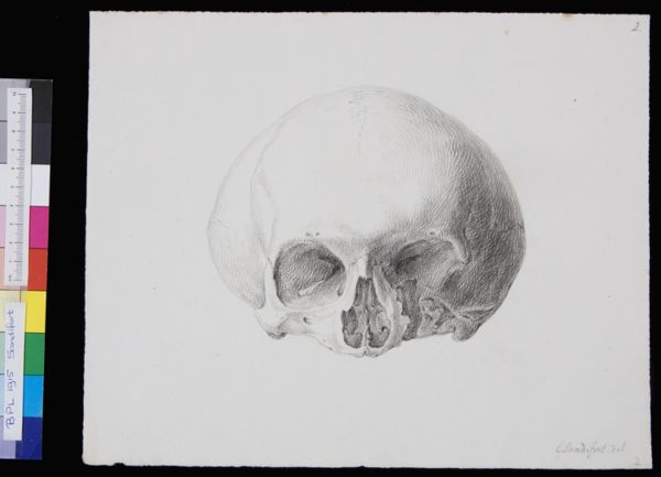 Gerard Sandifort, Skull, frontal view
