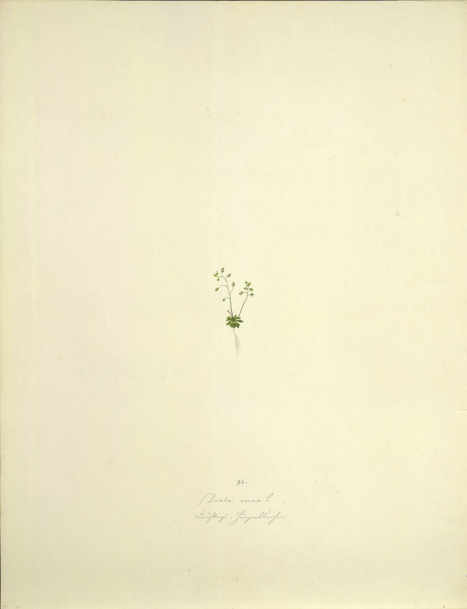 AugustRokert, Draba verna L - Felsenblümchen