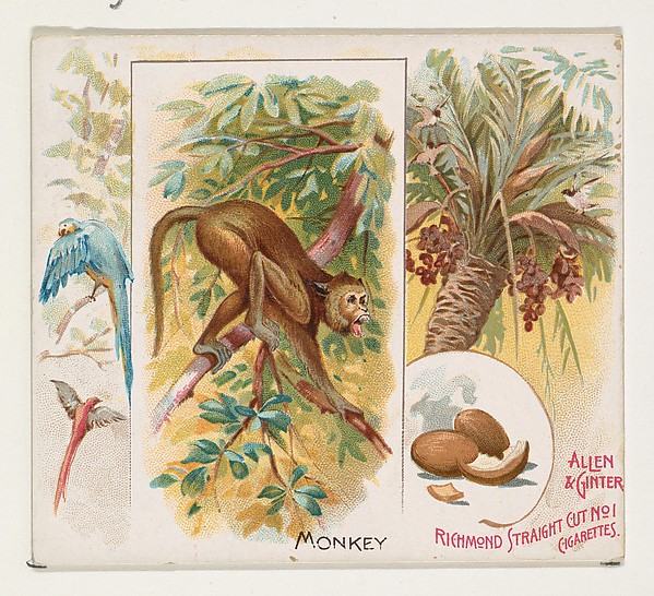 Allen & Ginter, Monkey, from Quadrupeds series (N41) for Allen & Ginter Cigarettes