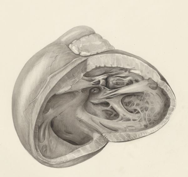 H.G Wetselaar, Heart