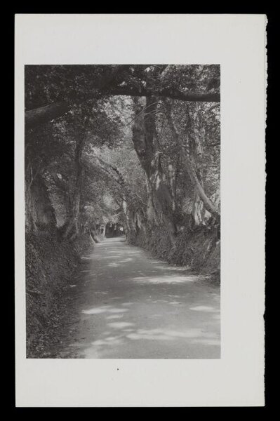 Hinde, John Wilfrid, The Lane to Selworthy