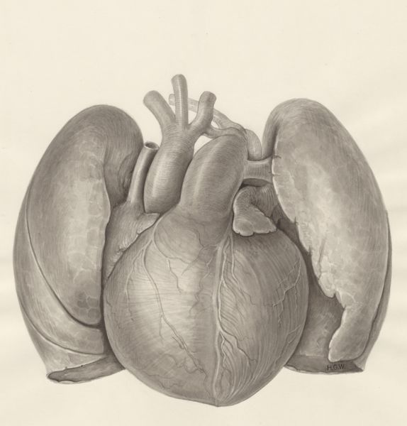 H.G Wetselaar, Heart and adjacent organs