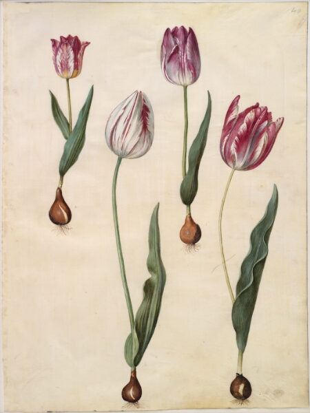 Hans Simon Holtzbecker, Tulipa gesneriana (have-tulipan)