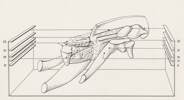 J Tinkelenberg, Musculoskeletal system of an embryo
