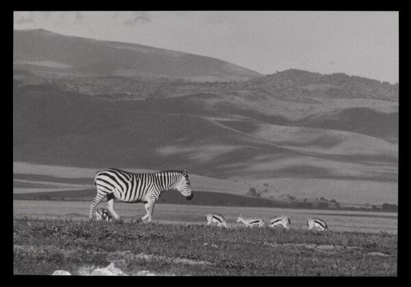 Hinde, John Wilfrid, Zebra and Grazing Gazelles