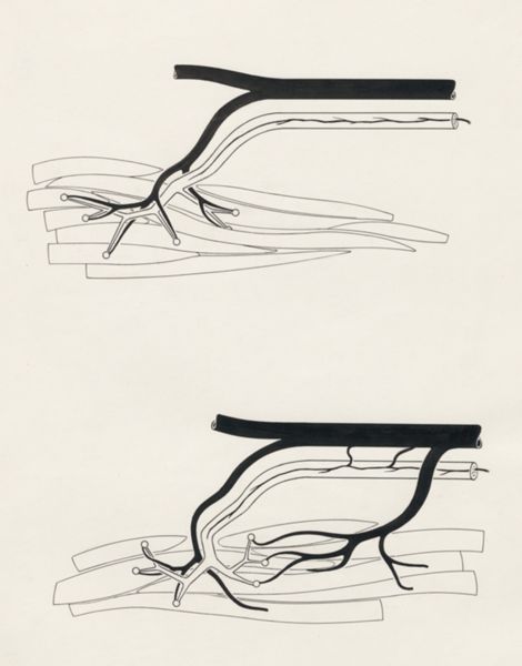 J. Tinkelenberg, Schematic representation of the peripheral nervous system
