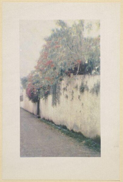 Warburg, Agnes Beatrice, A garden wall, Madeira
