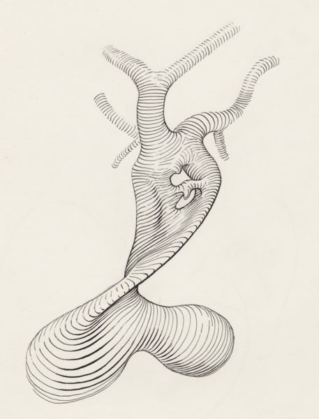 J Tinkelenberg, Embryonic heart