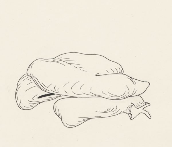 J Tinkelenberg, Reconstruction of the heart of an embryo