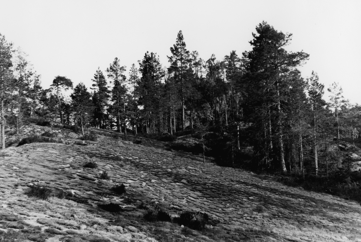 Eric von Rosen, "Taket på Trollkyrkan", Stora Trollkyrkoberget.