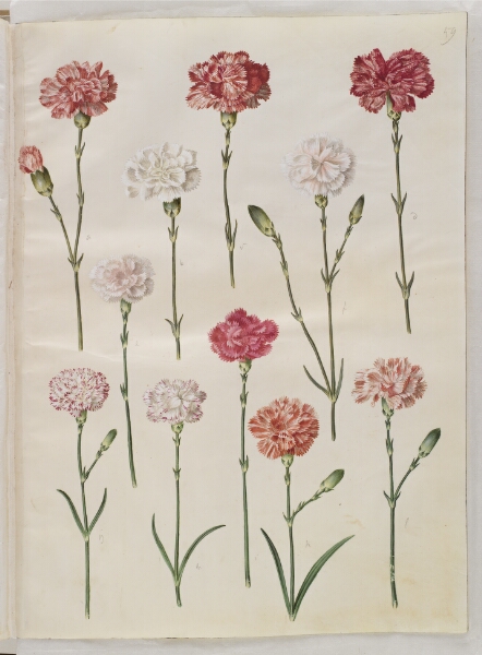 Hans Simon Holtzbecker, Dianthus caryophyllus (have-nellike)