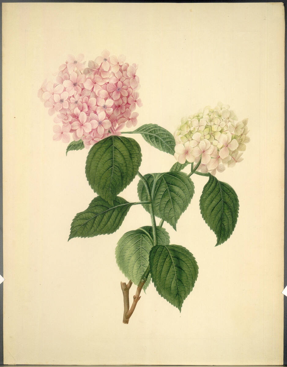 KatharinaFreiinvonRöthlein, Gartenhortensie