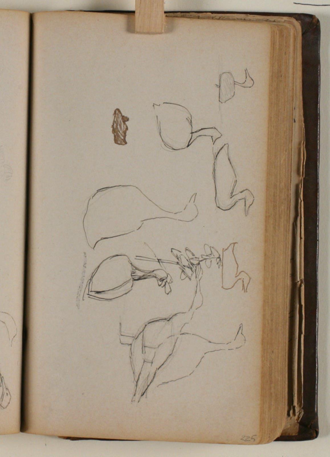 Niels Larsen Stevns, Studier af fugle