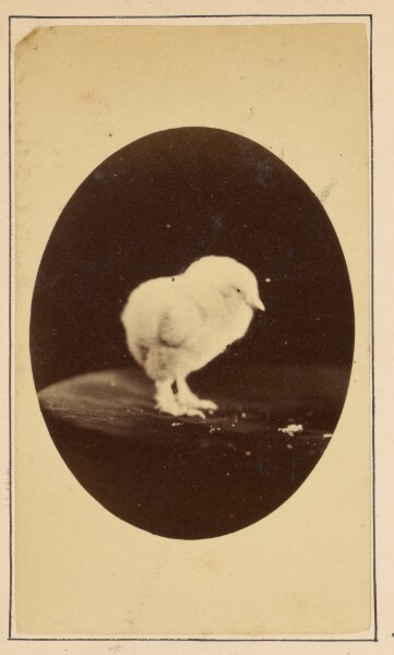 Unknown, [Still Life of a Chick]