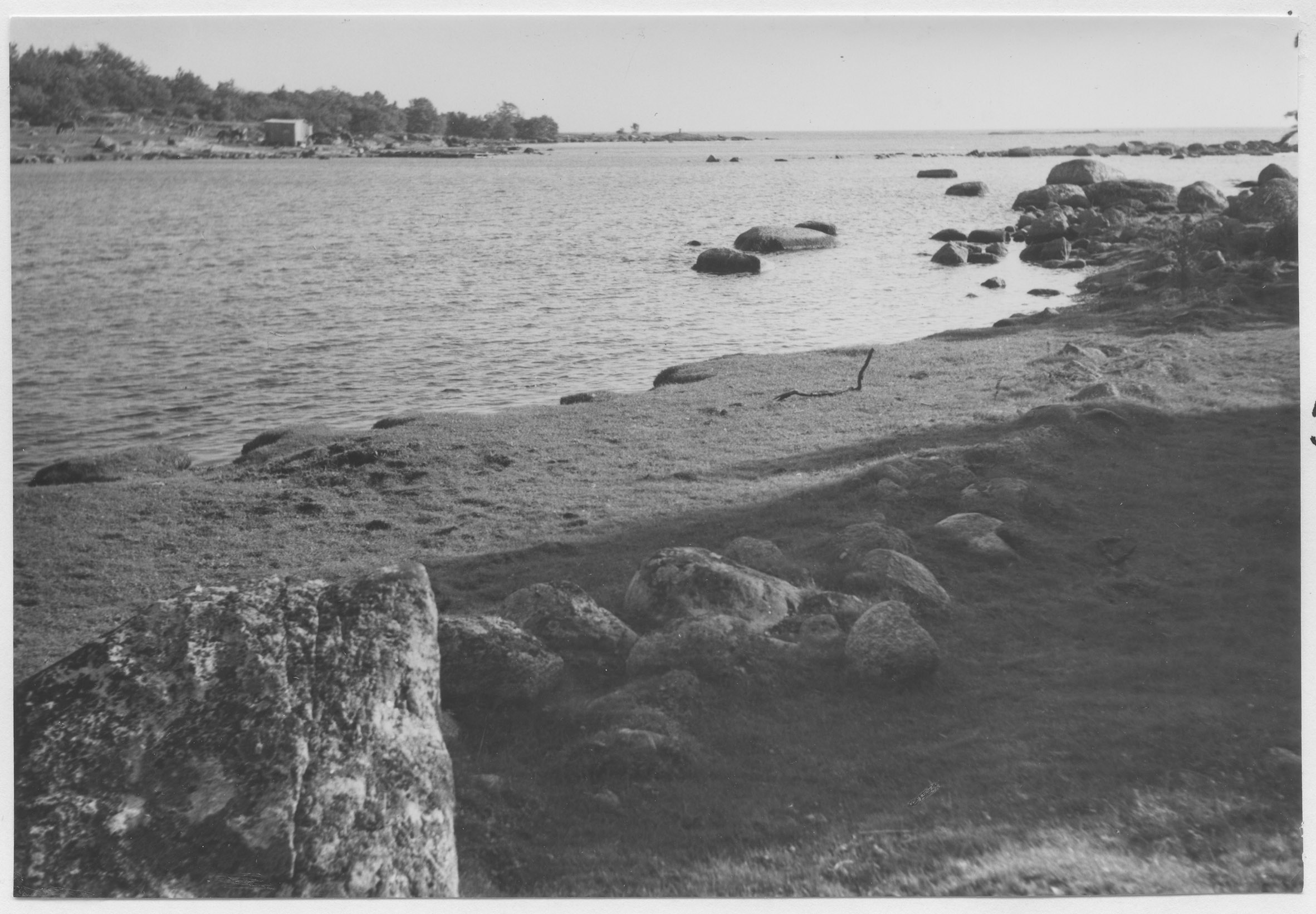 Mårten Sjöbeck, Gökalv