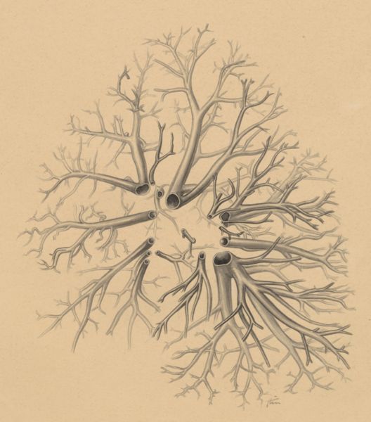 J Tinkelenberg, Bronchi