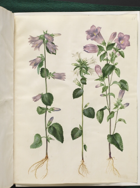 Hans Simon Holtzbecker, Campanula trachelium (nælde-klokke); Campanula medium (marie-klokke)